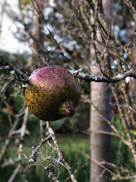Pomegranate on farm in brasil