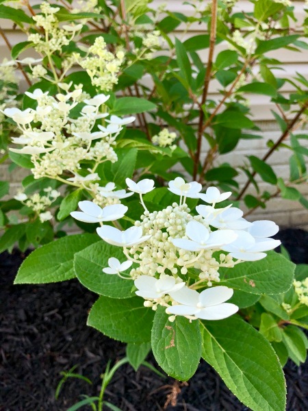 Hydrangea blooms - Nature's Play