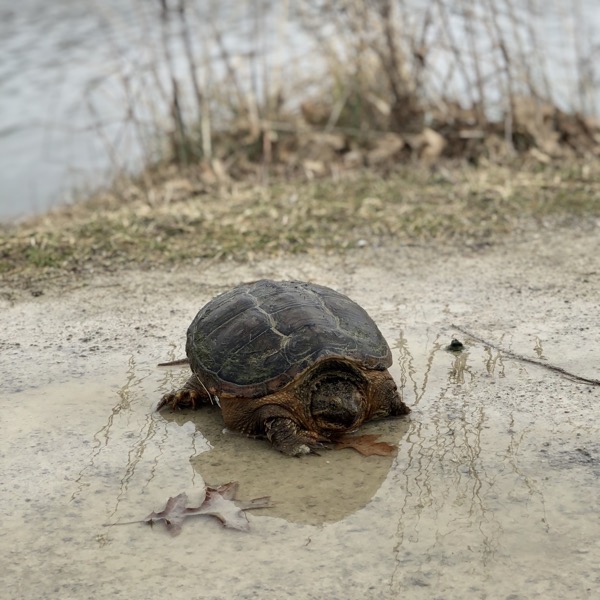 A tortoise on its walk