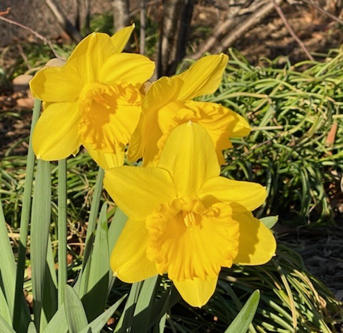Daffodils sharon